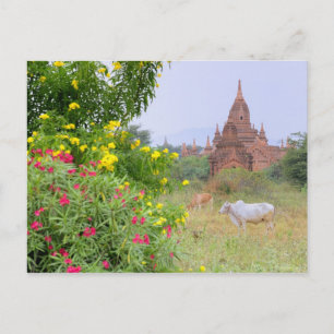 Asia, Myanmar (Burma), Bagan (Pagan). Cows Postcard