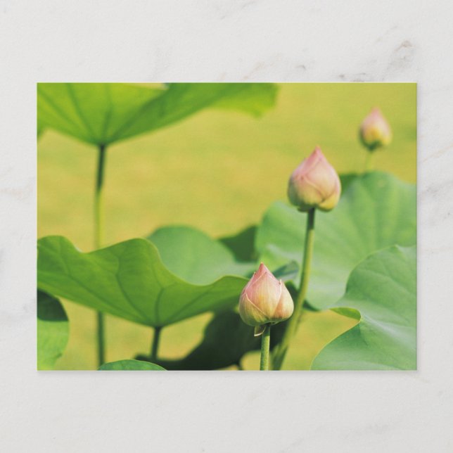 Asia, Thailand, Bangkok. Grand Palace, lotus Postcard (Front)
