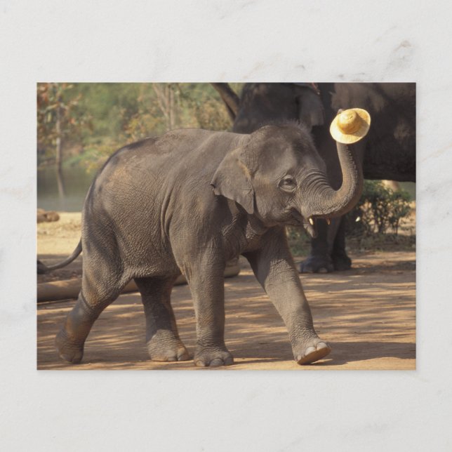 Asia, Thailand, Lampang Bowing with hat - Thai Postcard (Front)