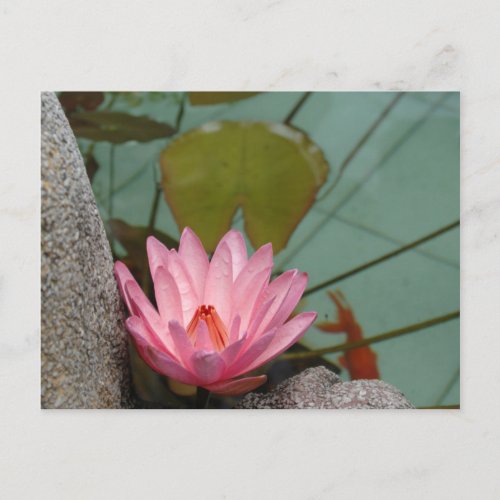 Asia Vietnam Water lily in a temple pond Postcard