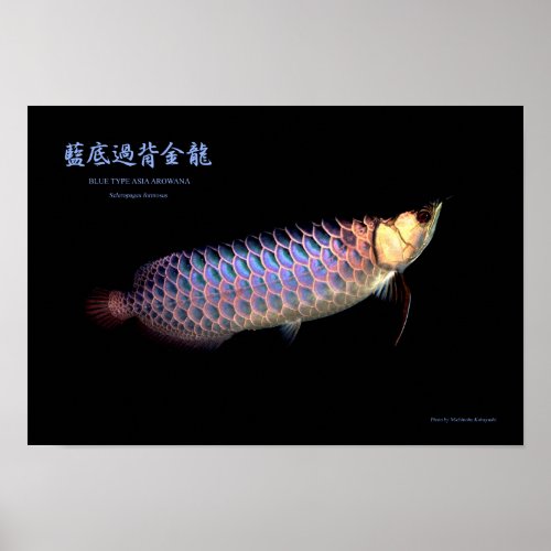 Asian Arowana Blue Type Poster