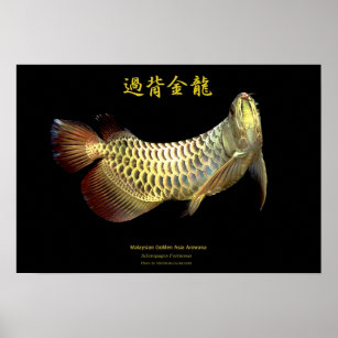 Asian Arowana “Golden Type”のポスター,No.02 Poster