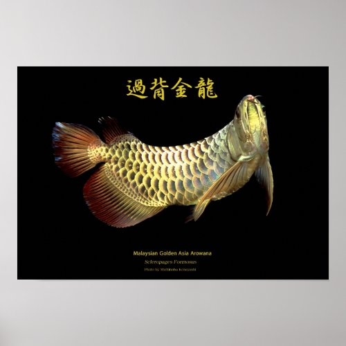 Asian Arowana Golden TypeのポスターNo02 Poster
