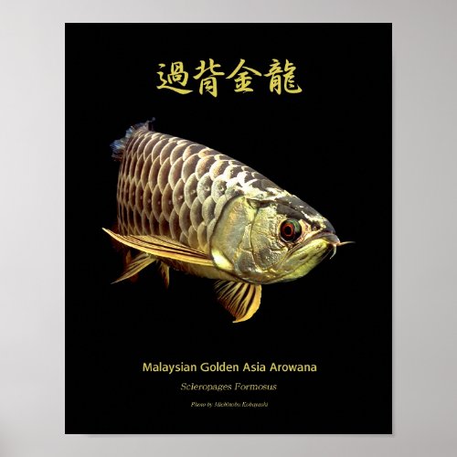 Asian Arowana Golden Typeのポスター Poster