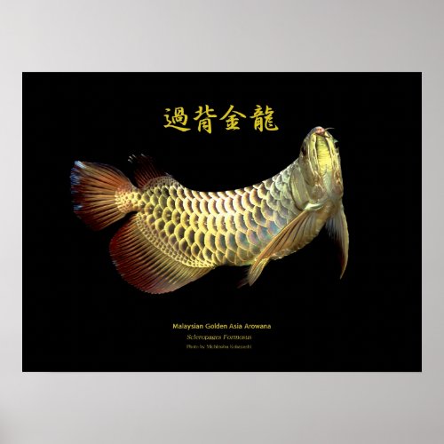 Asian Arowana Golden Type Poster