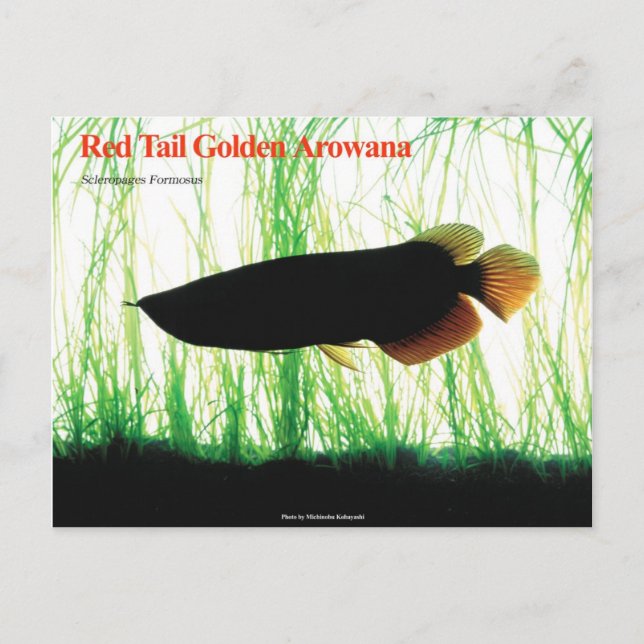 Asian Arowana Postcard (Front)
