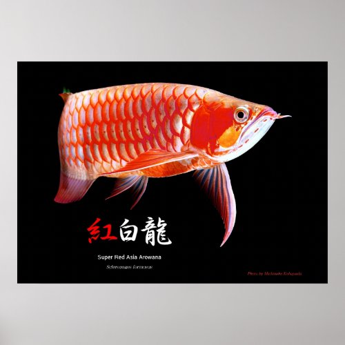 Asian ArowanaRed Type Poster