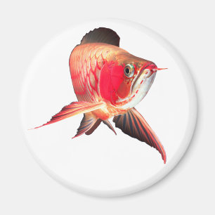 Asian Arowana “Super Red Type” Magnet