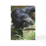 Asian Bearcat Greeting Card