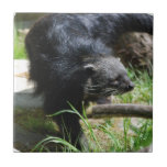 Asian Bearcat Tile
