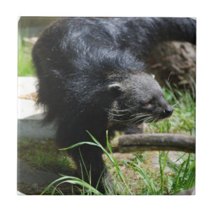 Asian Bearcat Tile