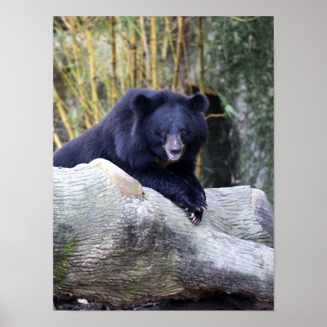 Asian Black Bear Poster (Front)