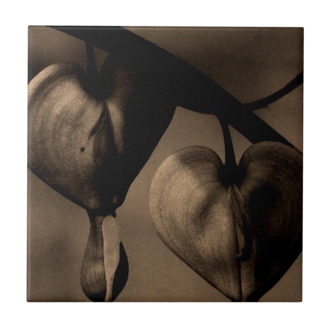 Asian Bleeding-Heart lamprocapnos Art Photograph Tile (Front)