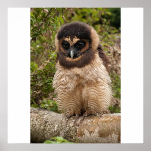 Asian Brown Wood Owl Poster