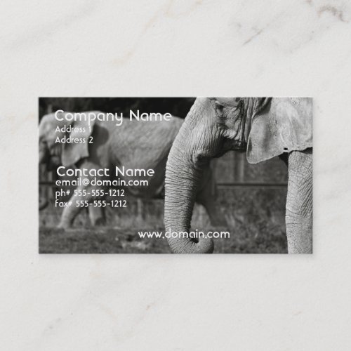 Asian Elephant Business Card