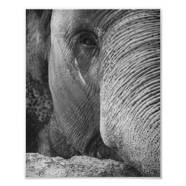 Asian Elephant Face Photo (Front)