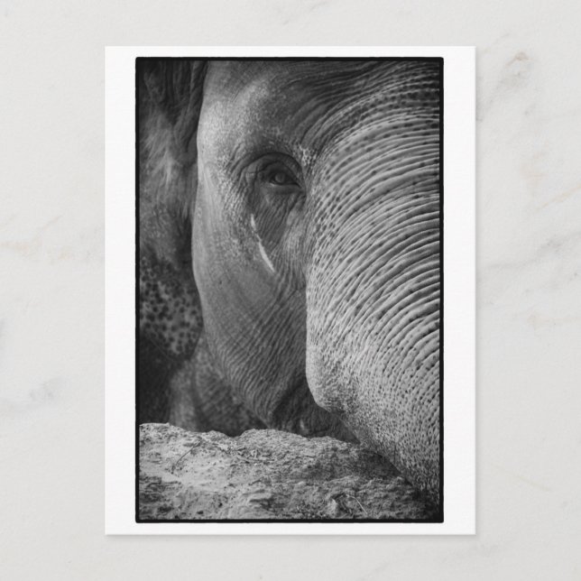 Asian Elephant Face Postcard (Front)