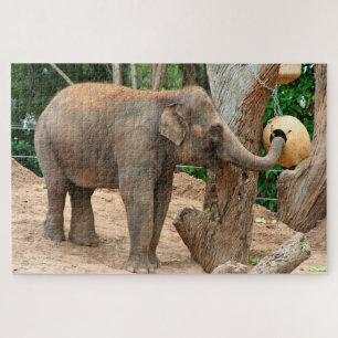 Asian elephant finding food treats at the zoo jigsaw puzzle