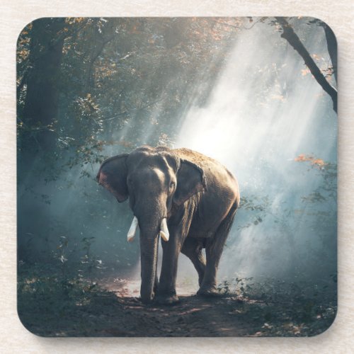Asian Elephant in a Sunlit Forest Clearing Beverage Coaster