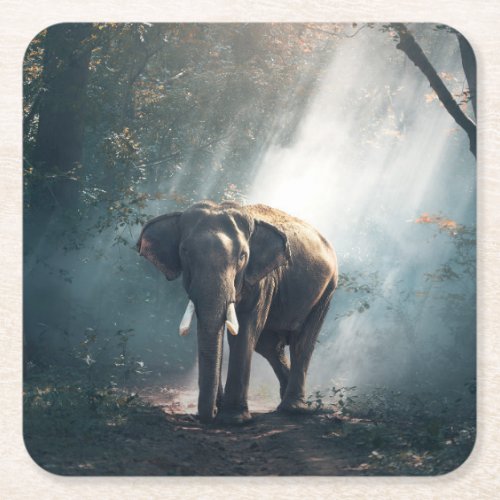 Asian Elephant in a Sunlit Forest Clearing Square Paper Coaster