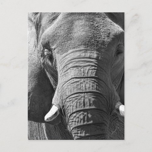 Asian Elephant in Black and White Postcard