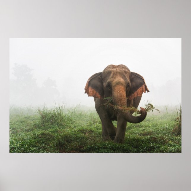 Asian Elephant in Thailand Poster (Front)