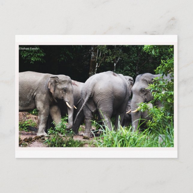 Asian elephant postcard (Front)