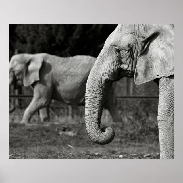 Asian Elephant Poster Print | Zazzle