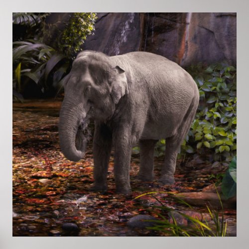 Asian Elephant RAIN FOREST Poster