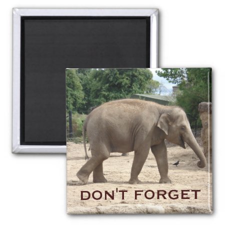 Asian Elephant Save The Date Magnet