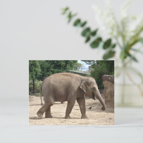 Asian Elephant Walking On Sand Postcard