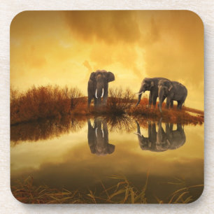 Asian Elephants in Thailand under a glowing sunset Coaster