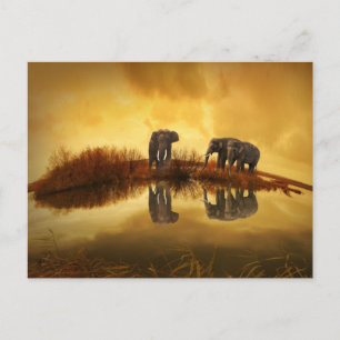 Asian Elephants in Thailand under a glowing sunset Postcard