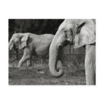 Asian Elephants Postcard