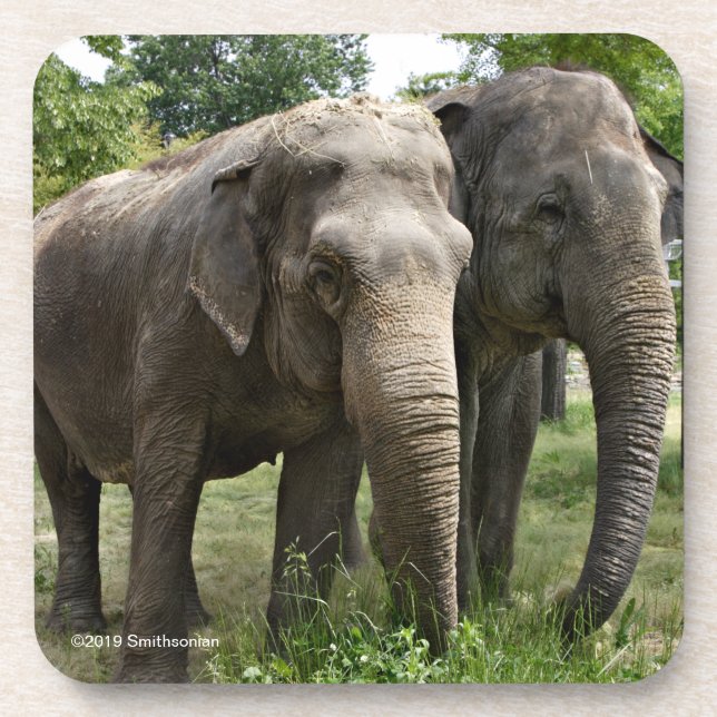 Asian Elephants Side by Side Beverage Coaster (Front)