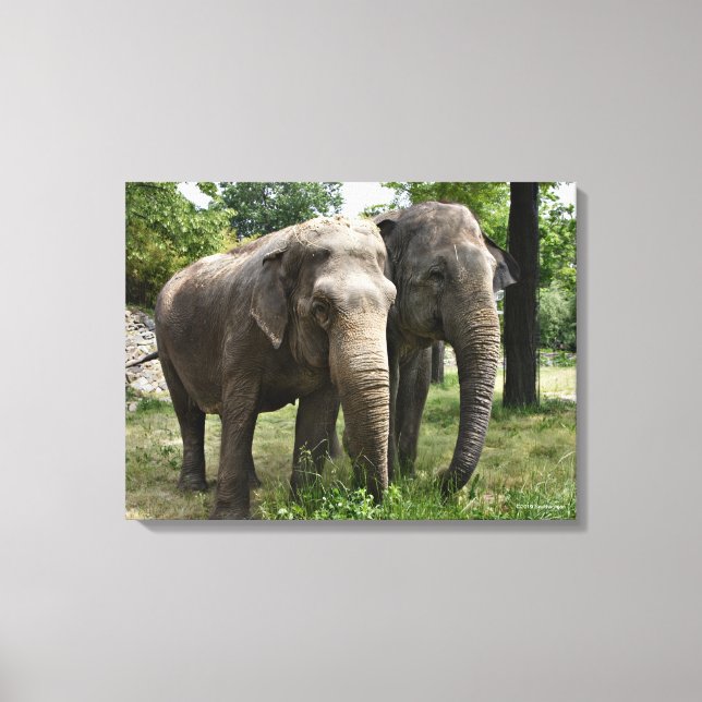 Asian Elephants Side by Side Canvas Print (Front)