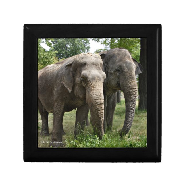 Asian Elephants Side by Side Gift Box (Front)