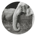 Asian Elephants Stickers