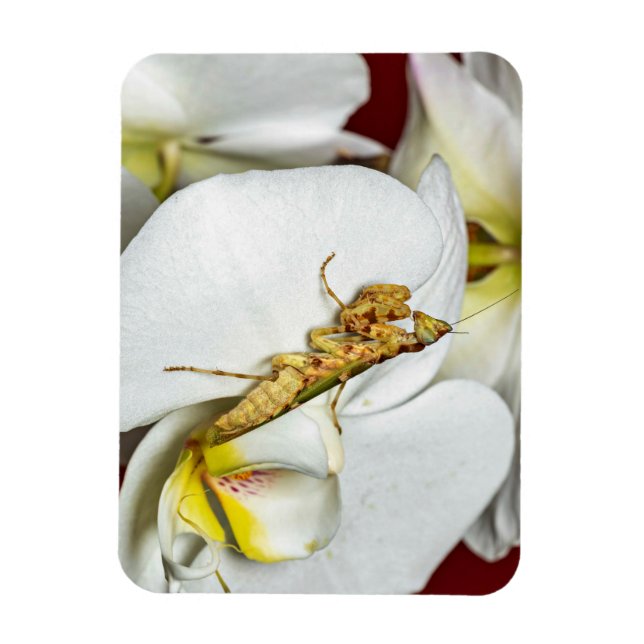 Asian Flower Mantis Magnet (Vertical)