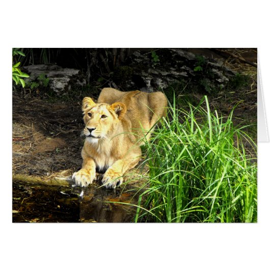 Asian lioness cards (Front Horizontal)