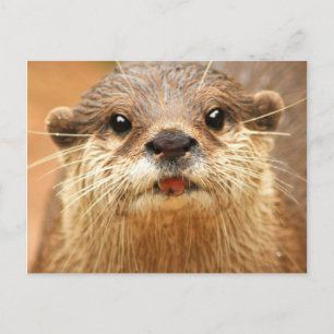 Asian Small Clawed Otter Postcard