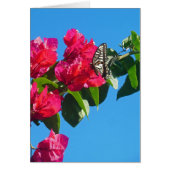 Asian Swallowtail Butterfly (Front)