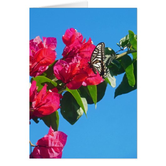 Asian Swallowtail Butterfly Cards (Front)