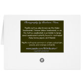 Asian Swallowtail: Butterfly Cards (Back Horizontal)