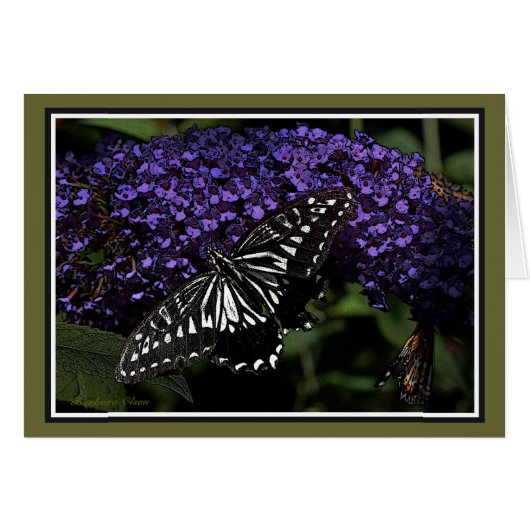 Asian Swallowtail: Butterfly Cards (Front Horizontal)