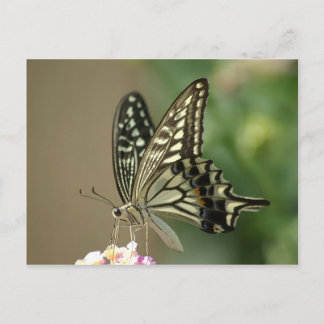 Asian Swallowtail Postcard