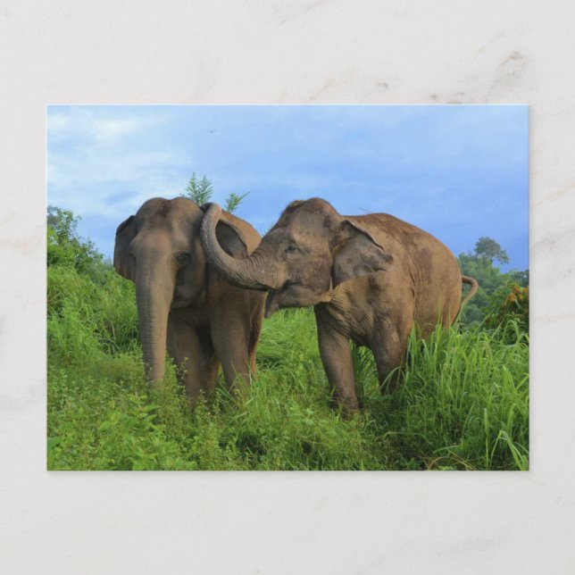 Asiatic elephants postcard (Front)