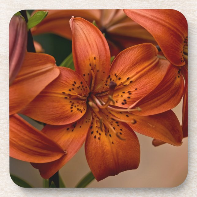 Asiatic Lily Beverage Coaster (Front)