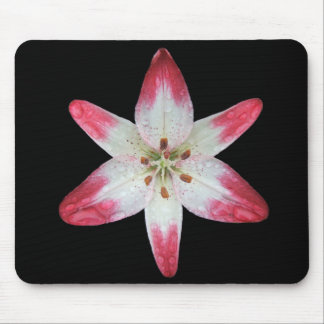 Asiatic Lily 'Lollipop' ~ mousepad