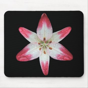 Asiatic Lily 'lollipop' ~ Mousepad by Andy2302 at Zazzle